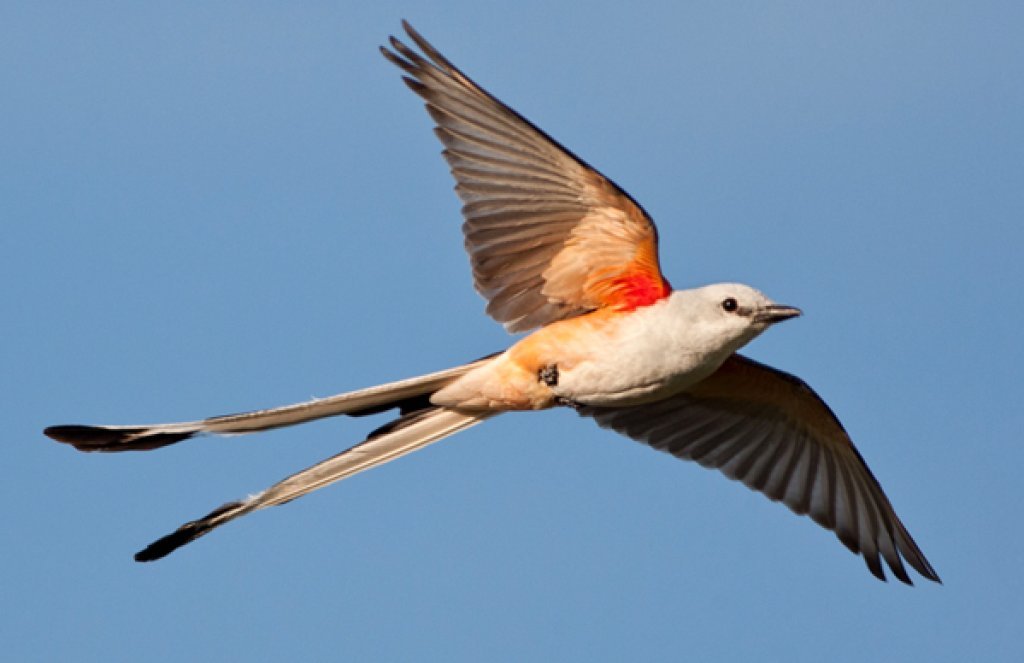 scissortail flycatcher